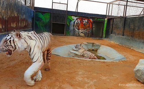 Discover the Magic: The Zoo Wild Life Park Umm Al Quwain Unveiled