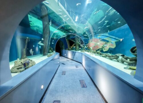 Dive into the Depths: Unveiling the Wonders of Sharjah Aquarium